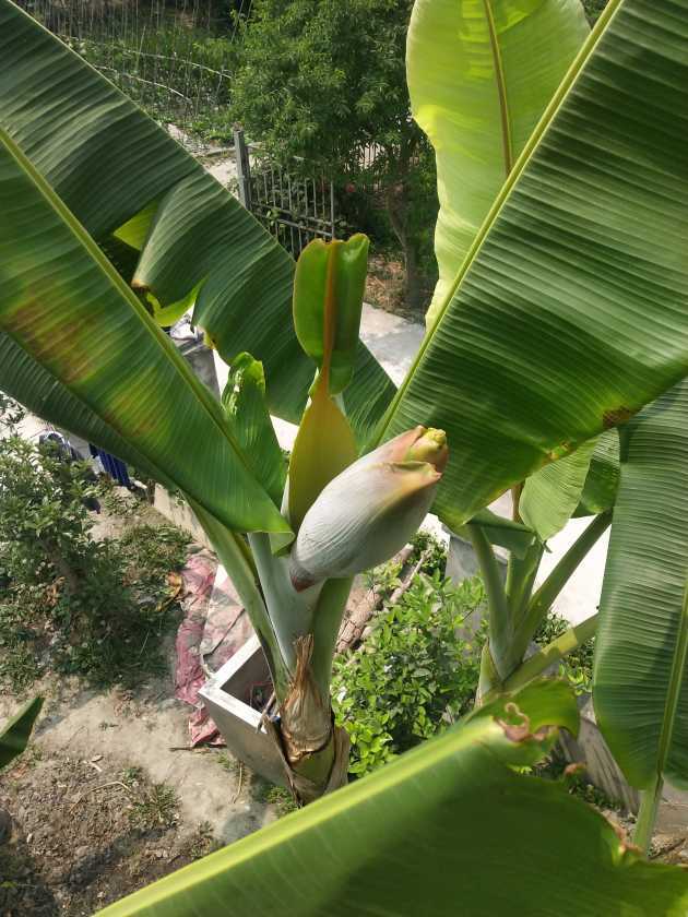 成都露天种了两年的粉蕉出蕾了 - 香蕉论坛 - 水果邦农人之家论坛