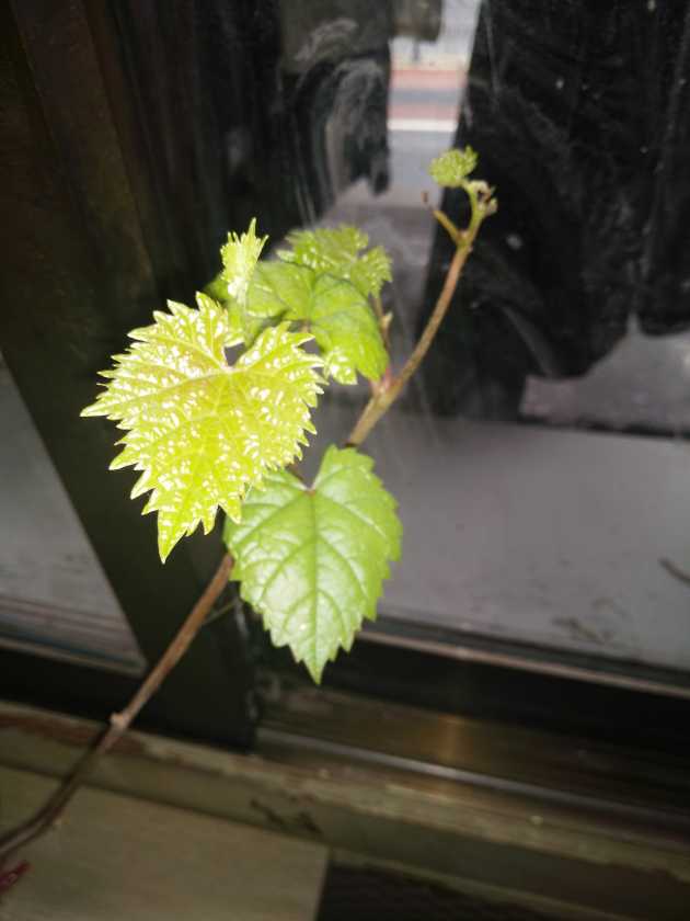 IMG20200510111311.jpg