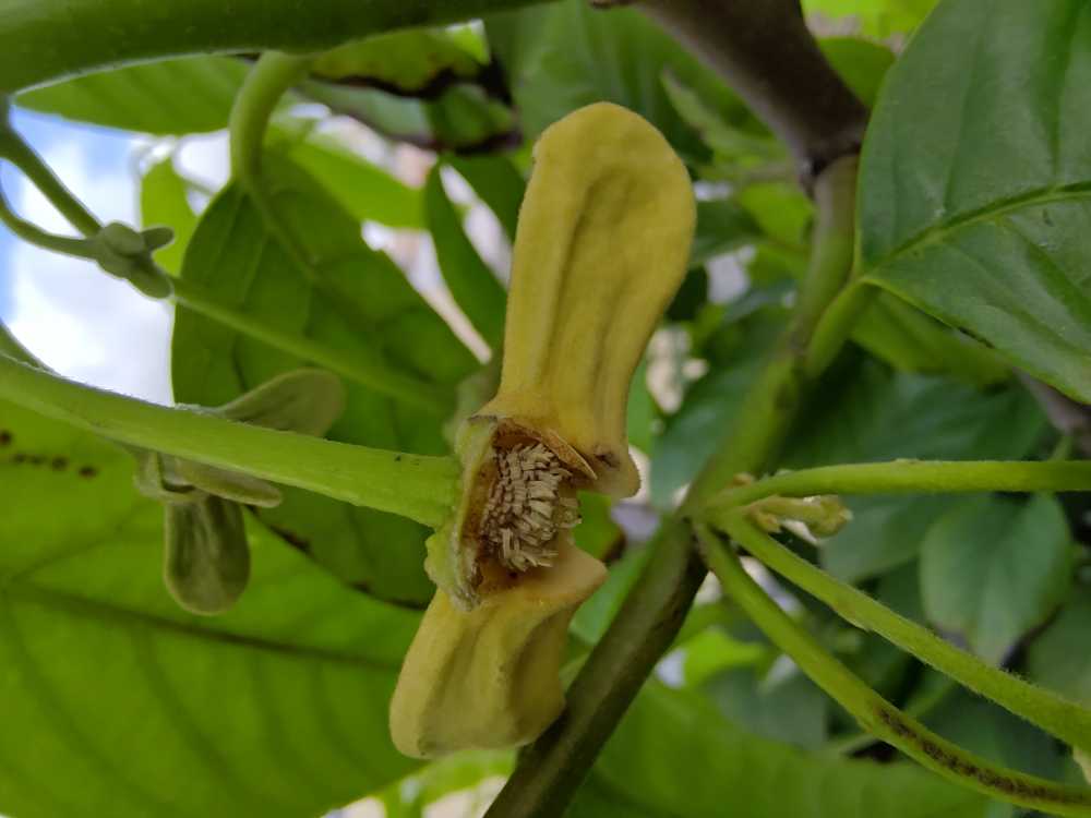 论坛 69 ≡南方果树区≡ 69 番荔枝(释迦) 69 黄龙释迦的花粉