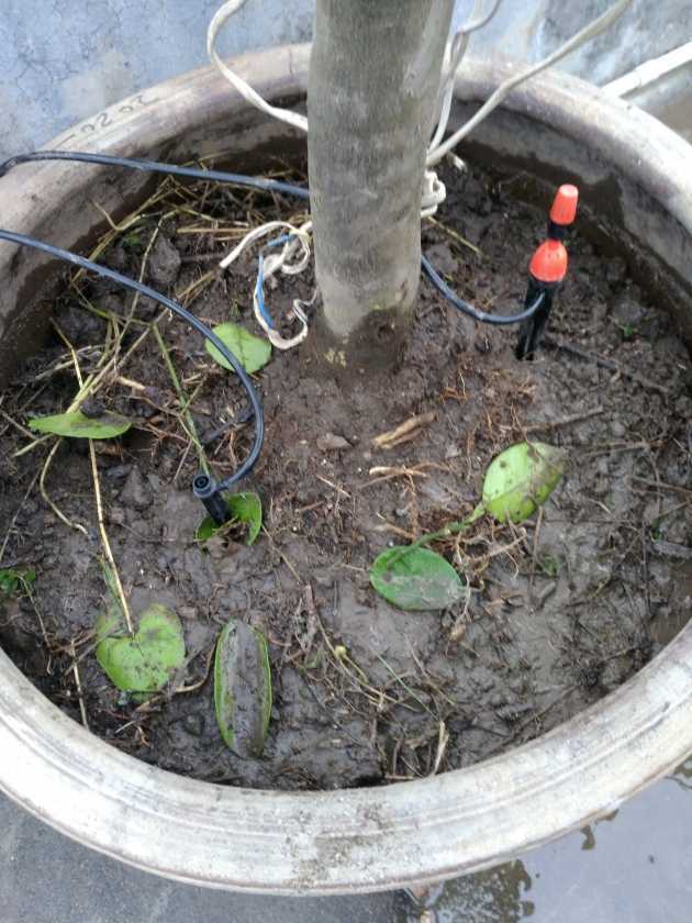 给小无施肥,整出大动作了 - 无花果论坛 - 水果邦农人之家论坛