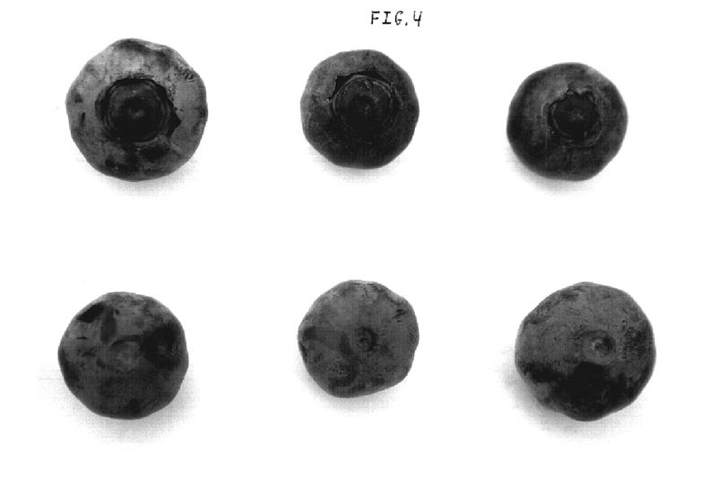 USPP019503-20081125-D00004(1).png