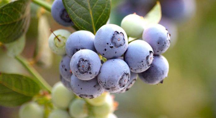 un-ano-carcel-condena-destruir-todas-las-plantas-por-reproducir-arandanos-proteg.jpg