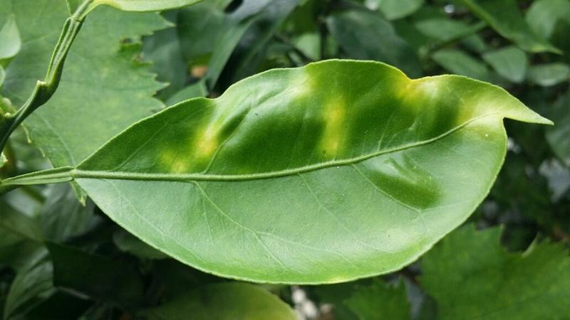 橘树上的黄斑是什么病害?