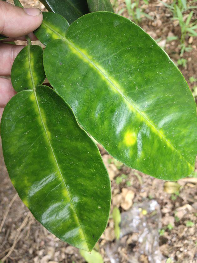 柚子病了,请问大神,这是虫害还是缺素