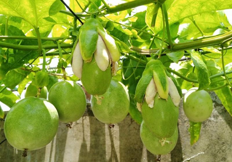 论坛 69 ≡南方果树区≡ 69 百香果论坛 69 2020年5月30日楼顶