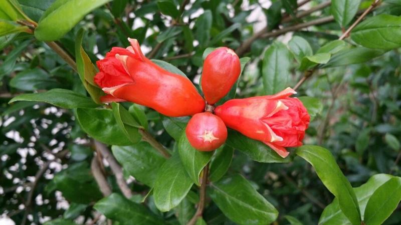 突尼斯软籽石榴开花