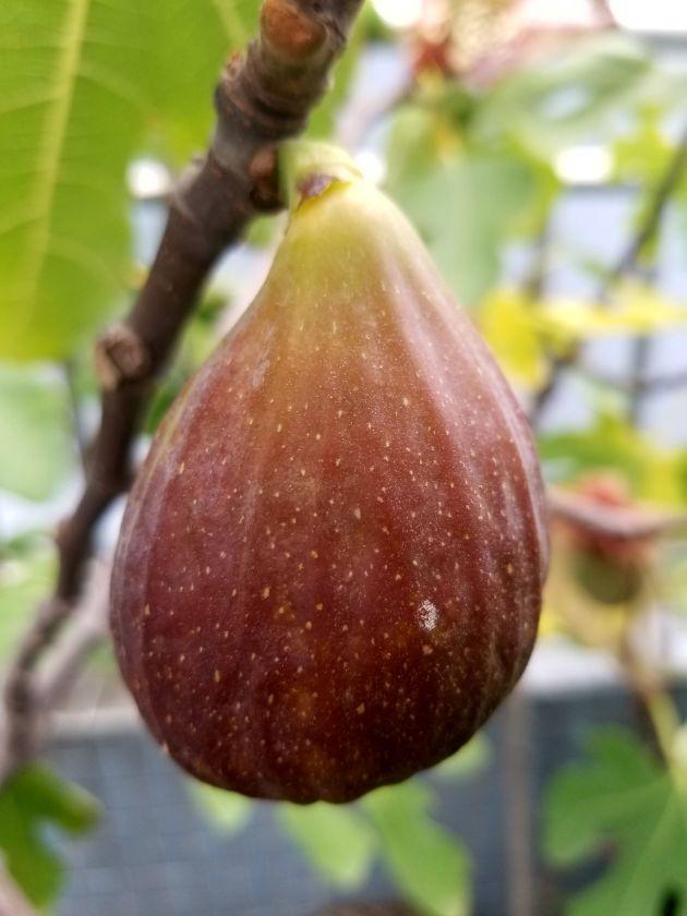 丰产黄疯了 - 无花果论坛 - 水果邦农人之家论坛