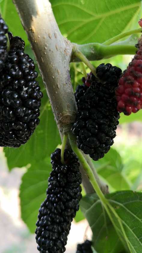 各种果桑图片欣赏