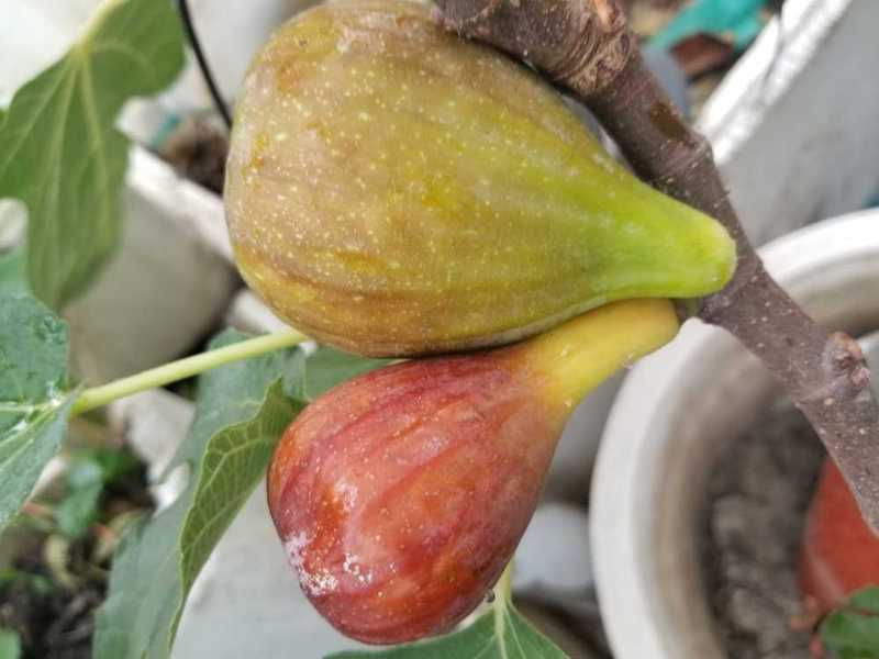 丰产黄今年破记录 - 无花果论坛 - 水果邦农人之家论坛