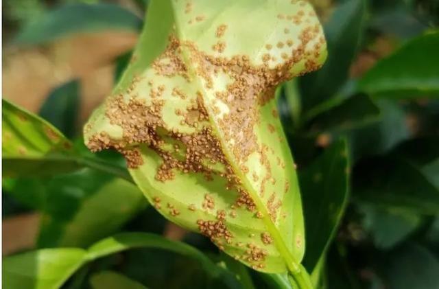 67柑橘溃疡病危害大,感染后难以断根,果农如何防治才好?