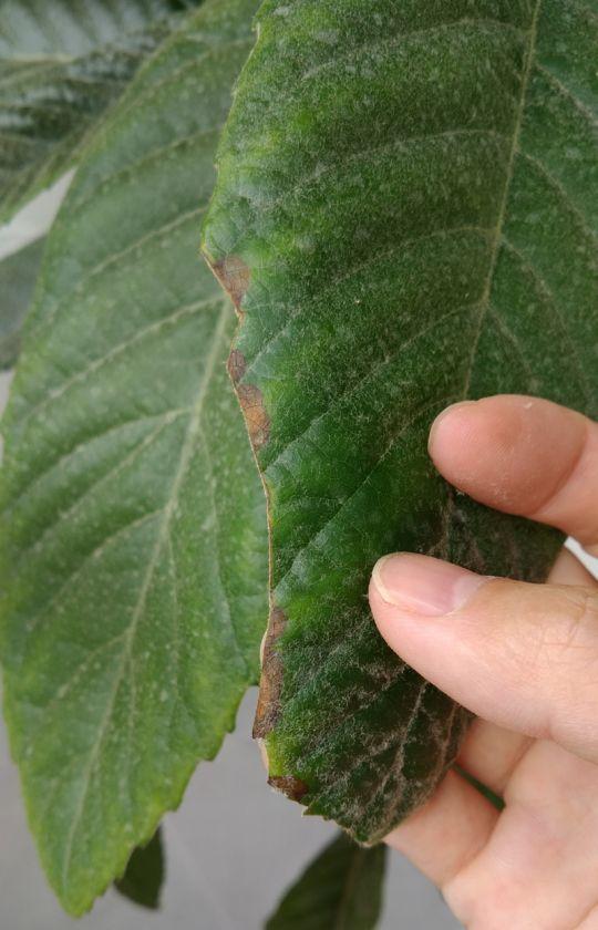 枇杷叶子褐斑,请问是什么病?多菌灵无效