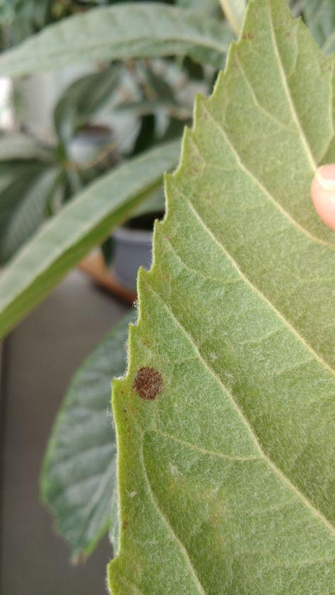 枇杷叶子褐斑,请问是什么病?多菌灵无效 - 枇杷论坛 - 水果邦农人之家