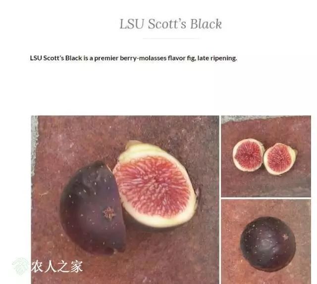 ·˹ius late black.jpg