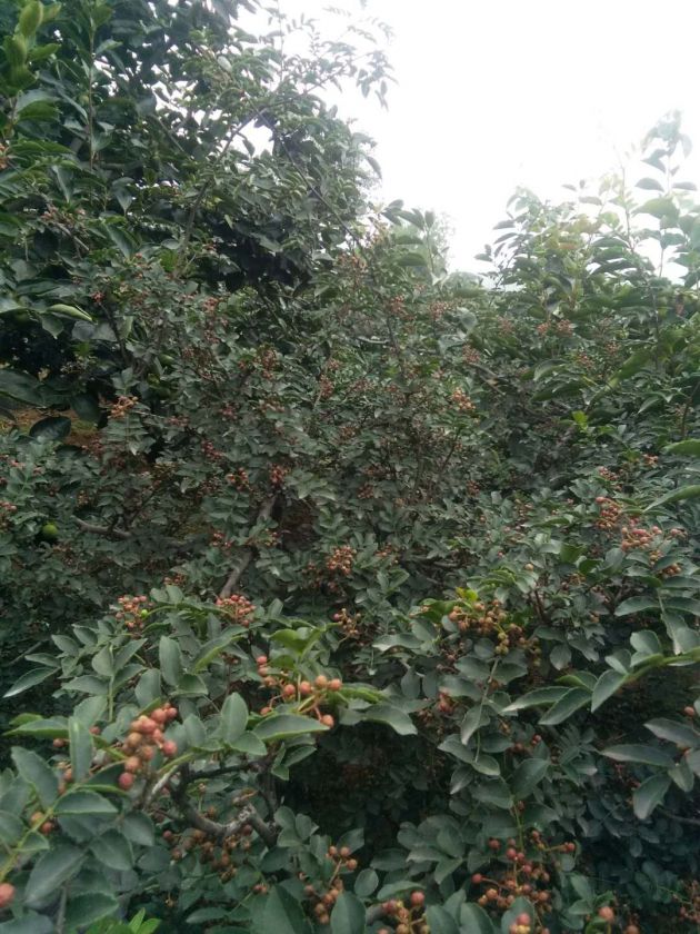 ����ͦ����