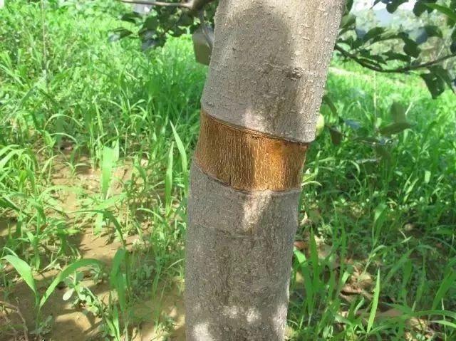 果树环剥,树皮_大山谷图库