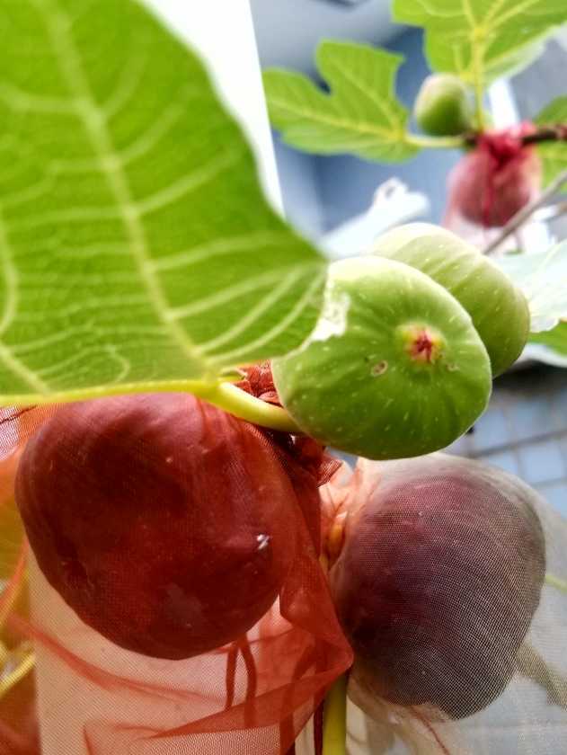 漂亮的""黑巨盘"" - 无花果论坛 - 水果邦农人之家论坛