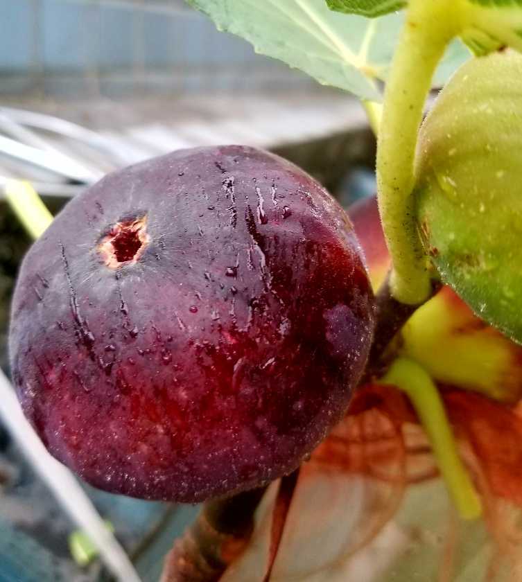 漂亮的""黑巨盘"" - 无花果论坛 - 水果邦农人之家论坛