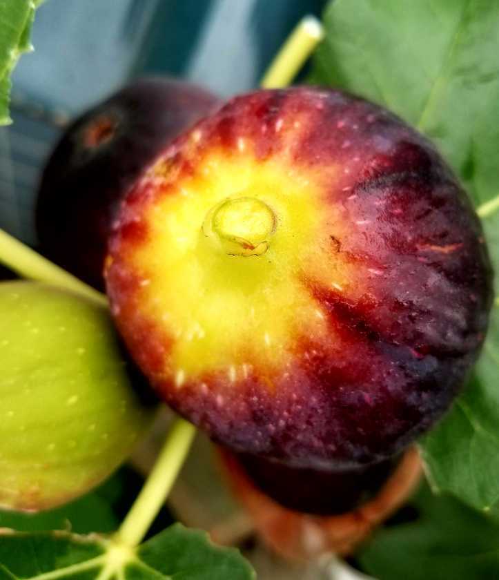 漂亮的""黑巨盘"" - 无花果论坛 - 水果邦农人之家论坛