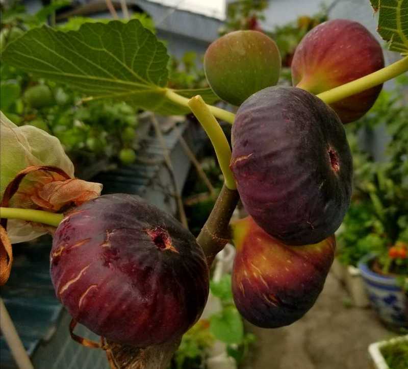 漂亮的""黑巨盘"" - 无花果论坛 - 水果邦农人之家论坛