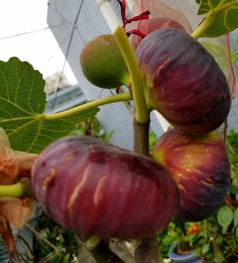 漂亮的""黑巨盘"" - 无花果论坛 - 水果邦农人之家论坛