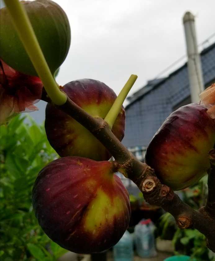 漂亮的""黑巨盘"" - 无花果论坛 - 水果邦农人之家论坛