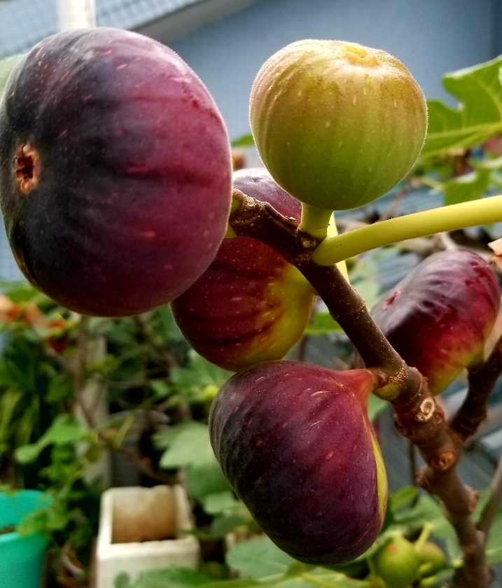 漂亮的""黑巨盘"" - 无花果论坛 - 水果邦农人之家论坛