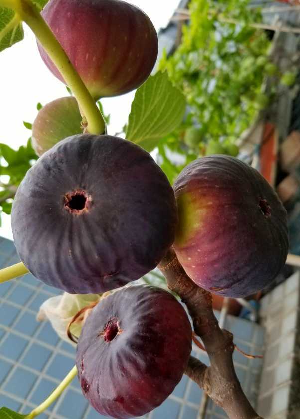 漂亮的""黑巨盘"" - 无花果论坛 - 水果邦农人之家论坛