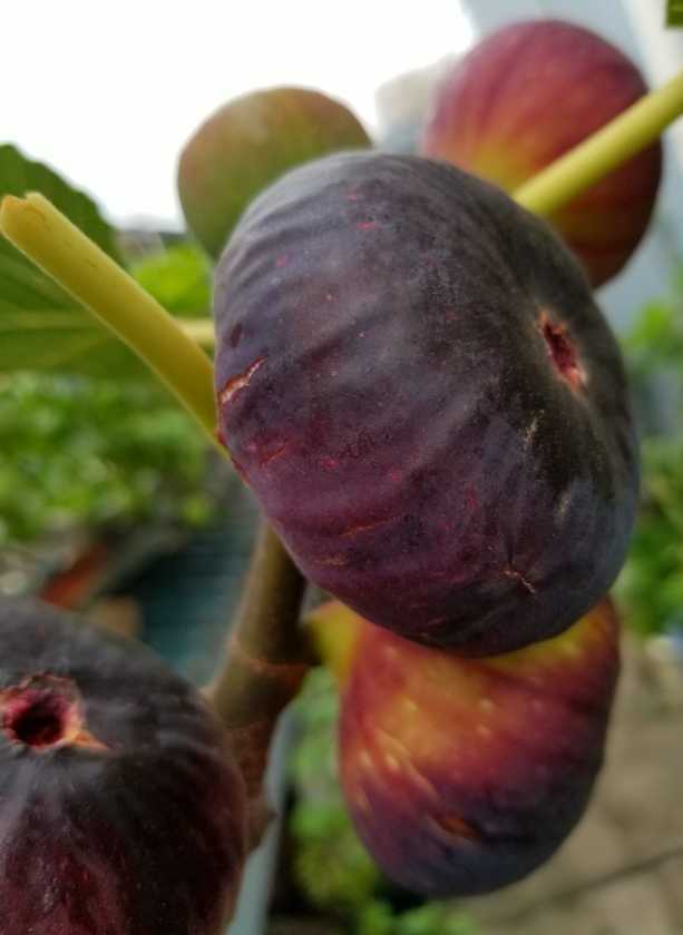 漂亮的""黑巨盘"" - 无花果论坛 - 水果邦农人之家论坛