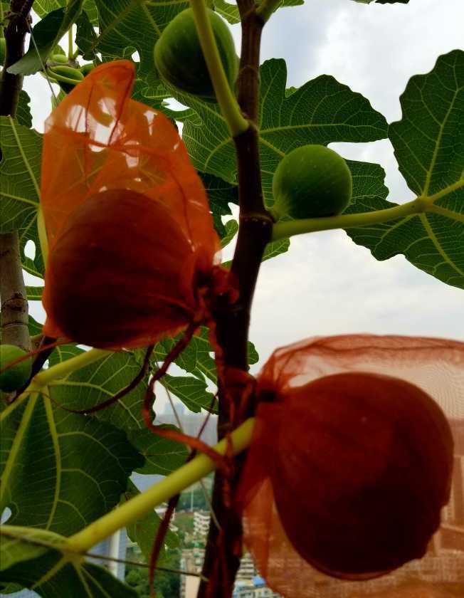 漂亮的""黑巨盘"" - 无花果论坛 - 水果邦农人之家论坛