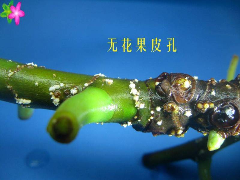 无花果枝条上的白点 皮孔与气根之辨