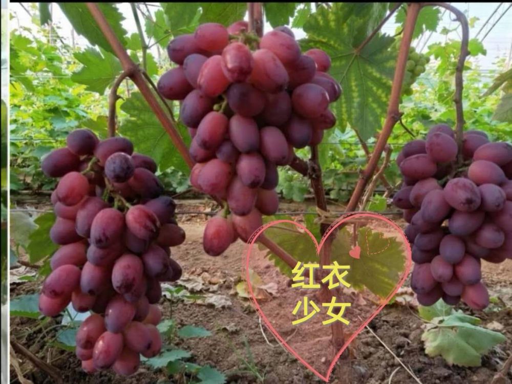 2020高端新种类葡萄苗尽在朝辉葡萄苗公司2961 作者:123457536 2020高端新种类葡萄苗尽在朝辉葡萄苗公司2961 作者:123457536
