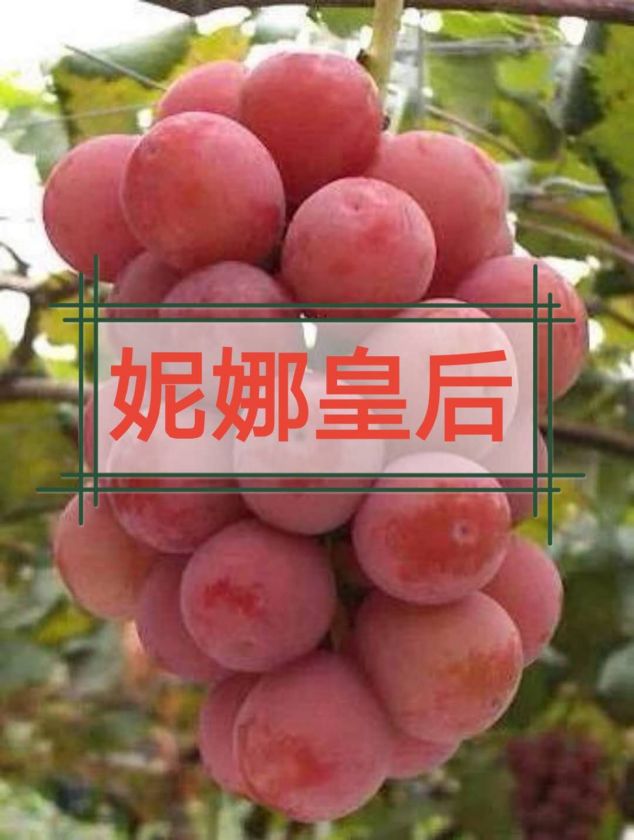 2020高端新种类葡萄苗尽在朝辉葡萄苗公司2724 作者:123457536 2020高端新种类葡萄苗尽在朝辉葡萄苗公司2724 作者:123457536