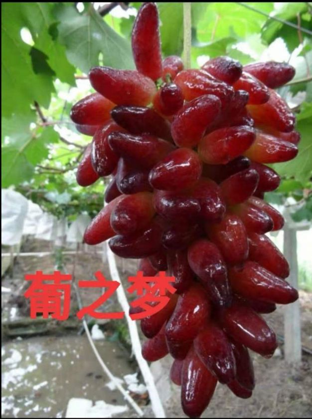 2020高端新种类葡萄苗尽在朝辉葡萄苗公司7022 作者:123457536 2020高端新种类葡萄苗尽在朝辉葡萄苗公司7022 作者:123457536