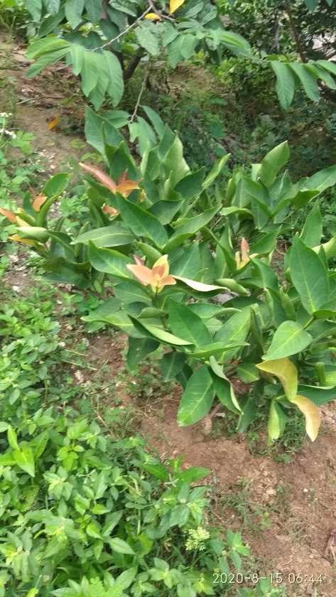 IMG_20200815_064455.jpg