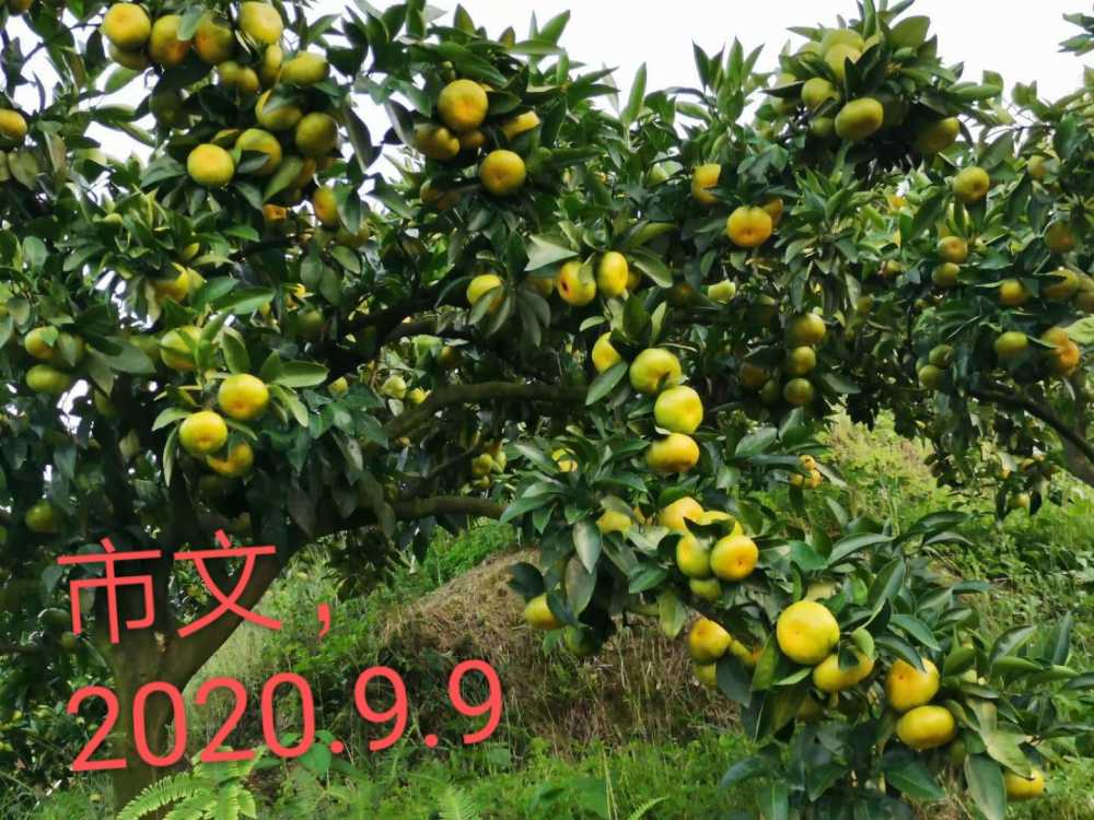 mmexport1599722402720.jpg
