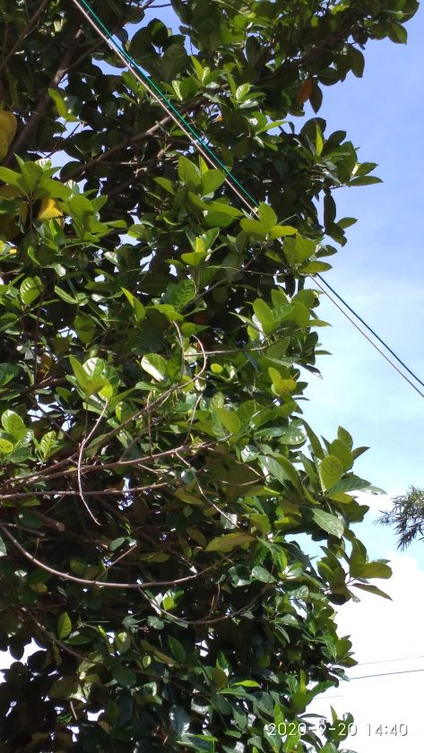 IMG_20200920_144037.jpg