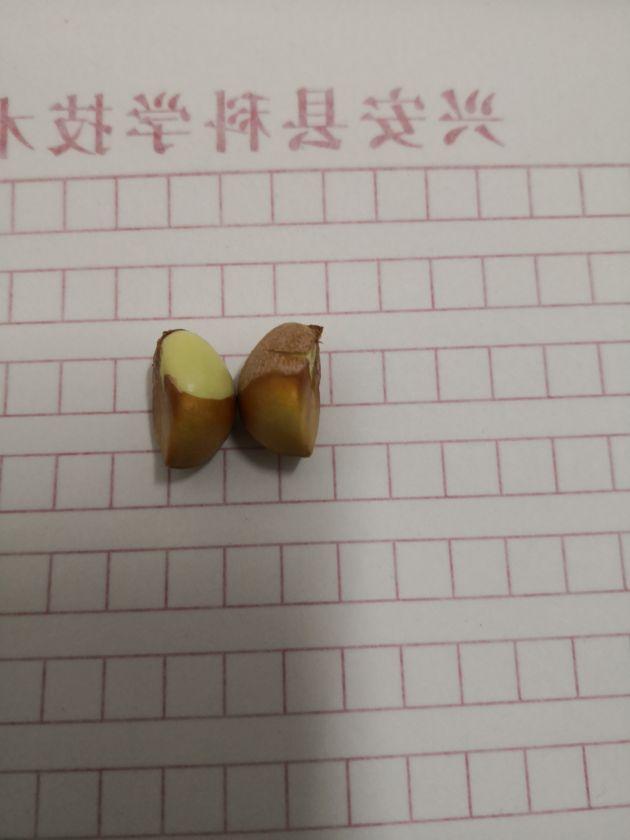 ˫��̥����