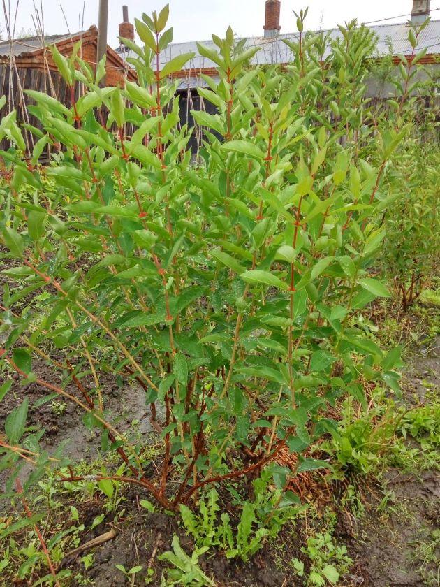 论坛 69 ≡果树导航≡ 69 浆果类讨论区 69 蓝靛果 69 出几棵