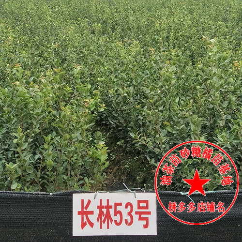 长林系列高产嫁接油茶5232 作者:卢云i 