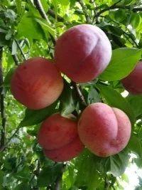 psb.webp (14).jpg