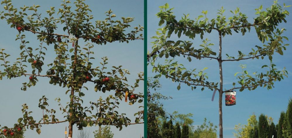 espalier-apple-trees-pruning.jpg