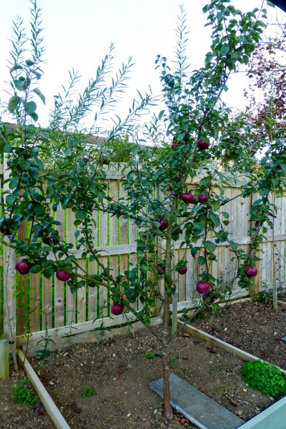 Homegrown delicious - 01.jpg