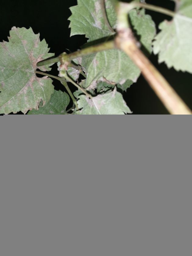 IMG_20201023_193340.jpg
