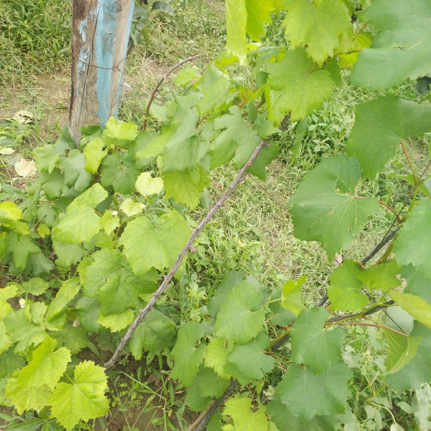 IMG_20200907_130234.jpg