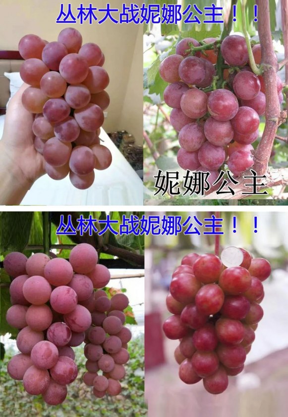 092552g6v76ivv6ivzfdv0.jpg