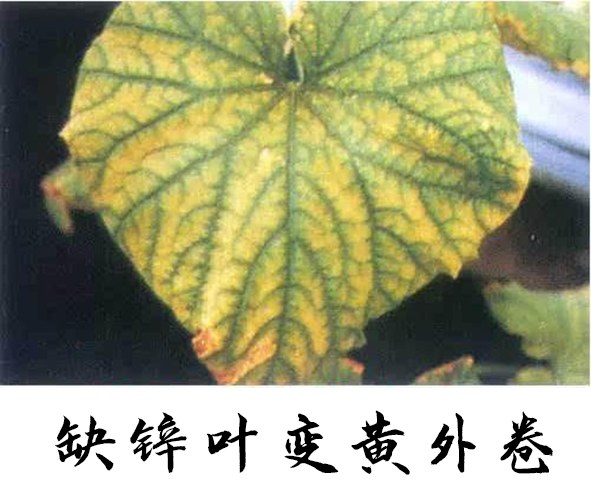 ȱпҶƬ.jpg