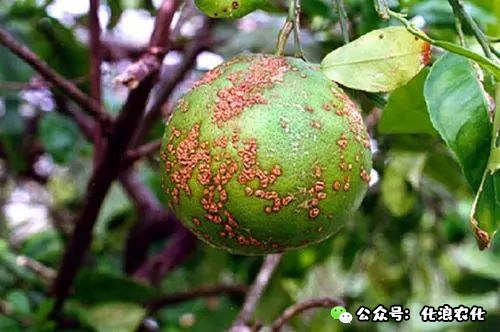 溃疡病.jpg 溃疡病.jpg