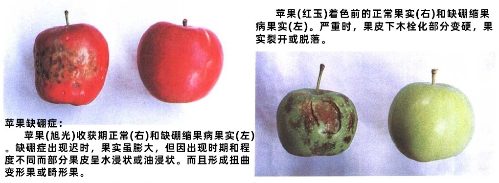 ƻȱ֢.jpg