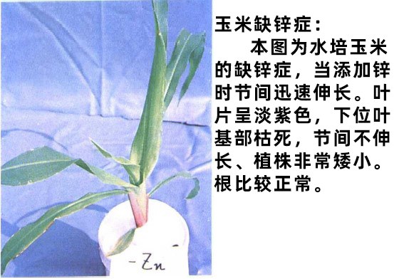 ȱп.jpg