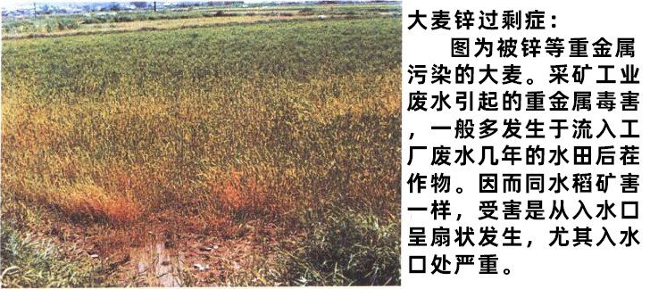 пʣ.jpg